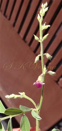  Inflorescence